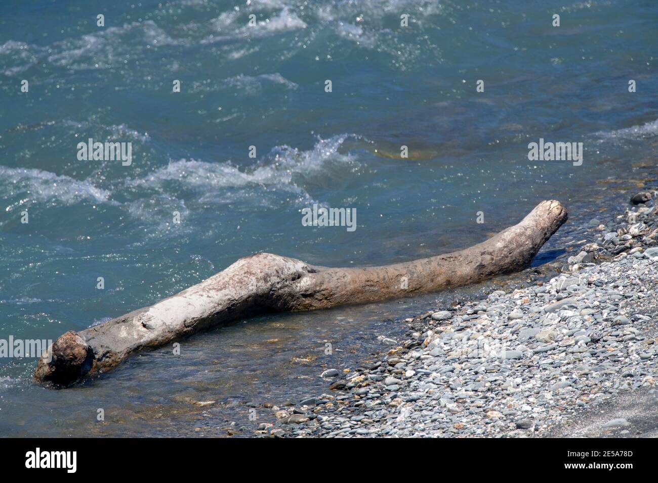 Alter Baum, der am Ufer eines schnell fließenden, blau gefärbten Flusses liegt, Neuseeland, Südinsel Stockfoto