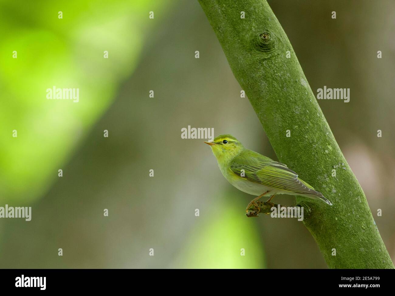 Waldsänger (Phylloscopus sibilatrix), Erwachsener männlich sitzend auf einem Zweig, Niederlande, Schiermonnikoog Stockfoto