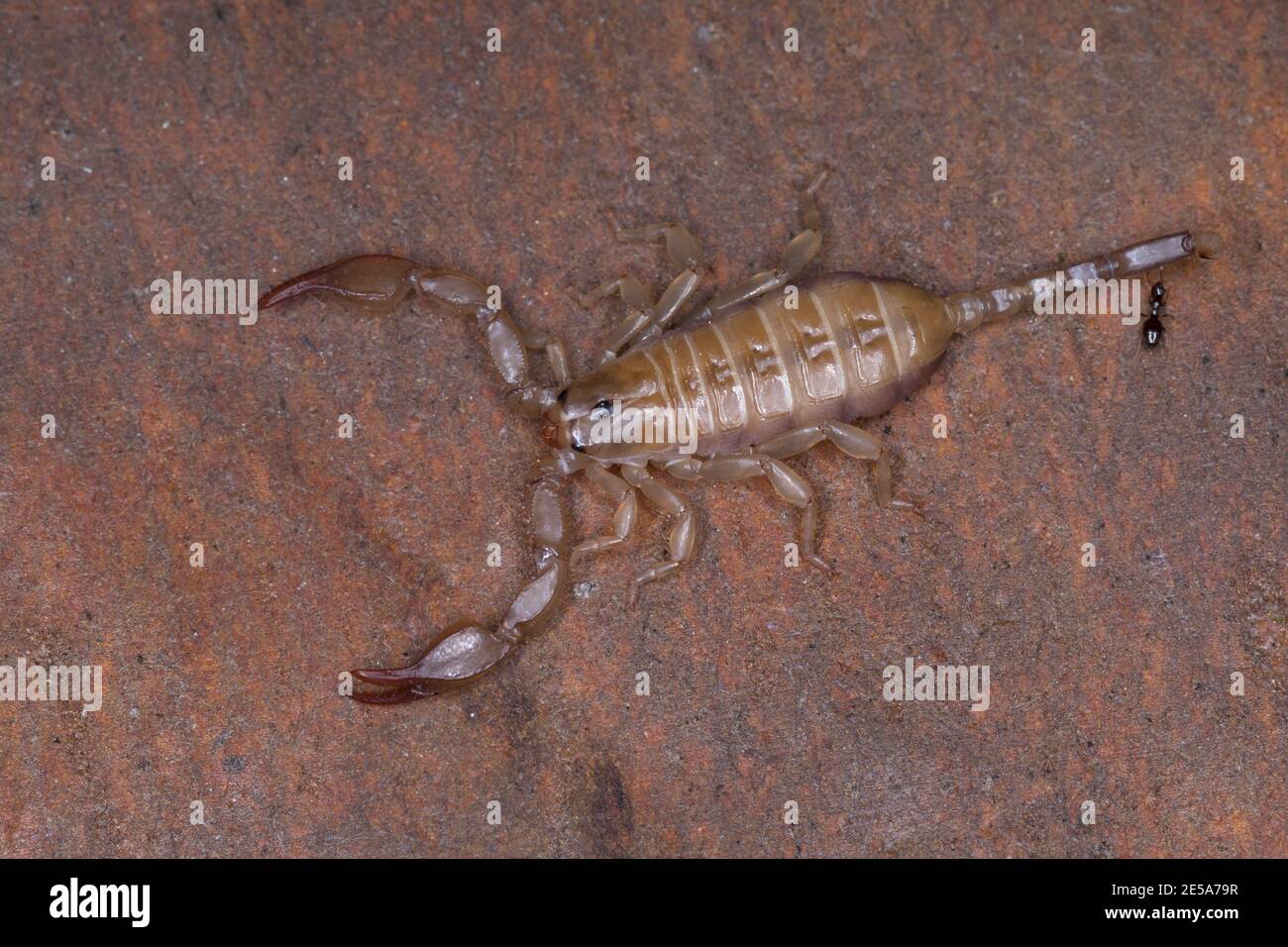 skorpion (Euscorpius spec.), Ganzkörperportrait, Ansicht von oben, Kroatien Stockfoto