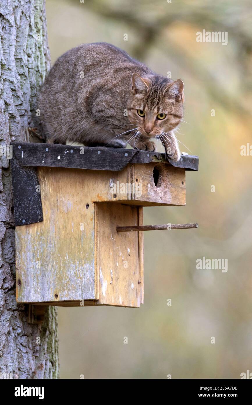 Hauskatze, Hauskatze (Felis silvestris f. catus), auf einem Nistkasten an einem Baumstamm sitzend, will den Vogelnistkasten rauben, Deutschland Stockfoto