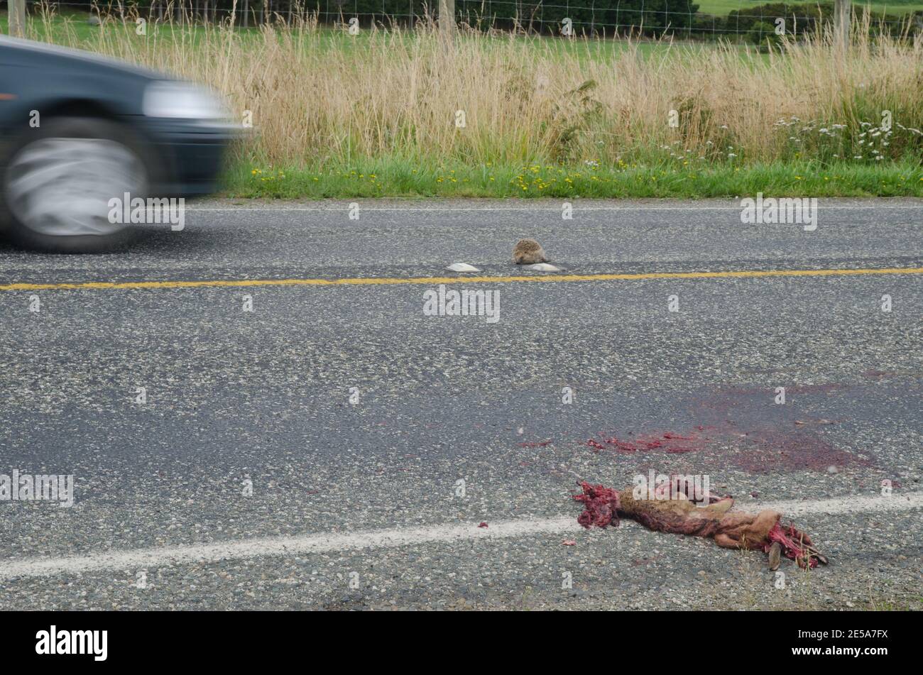 Rotschwanz-Possum Trichosurus vulpecula und Europäischer Igel Erinaceus europaeus fahren über und Auto. Southland. Südinsel. Neuseeland. Stockfoto
