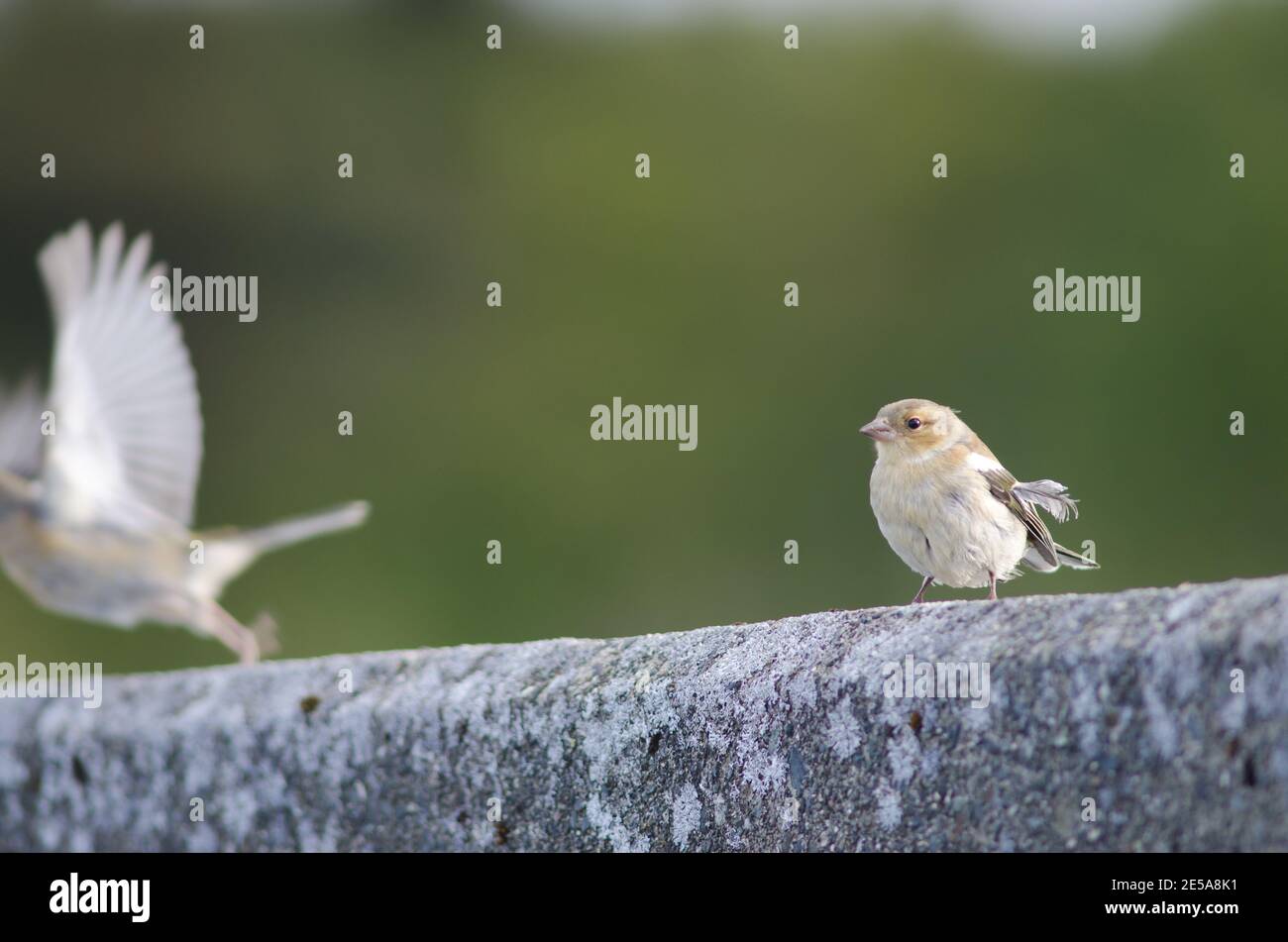 Buchfinken Fringilla coelebs gengleri. Frauen. Te Anau. Southland. Südinsel. Neuseeland. Stockfoto