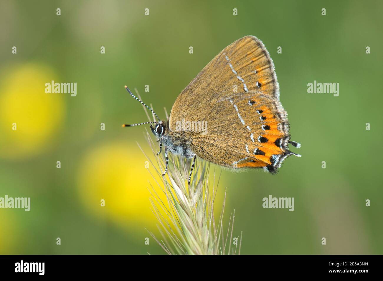 Black Hairstreak Butterfly, Satyrium pruni, ruht auf dem Graskernkopf im Bernwood Meadows Reserve von BBOWT, Buckinghamshire, 25. Juni 2016. Stockfoto