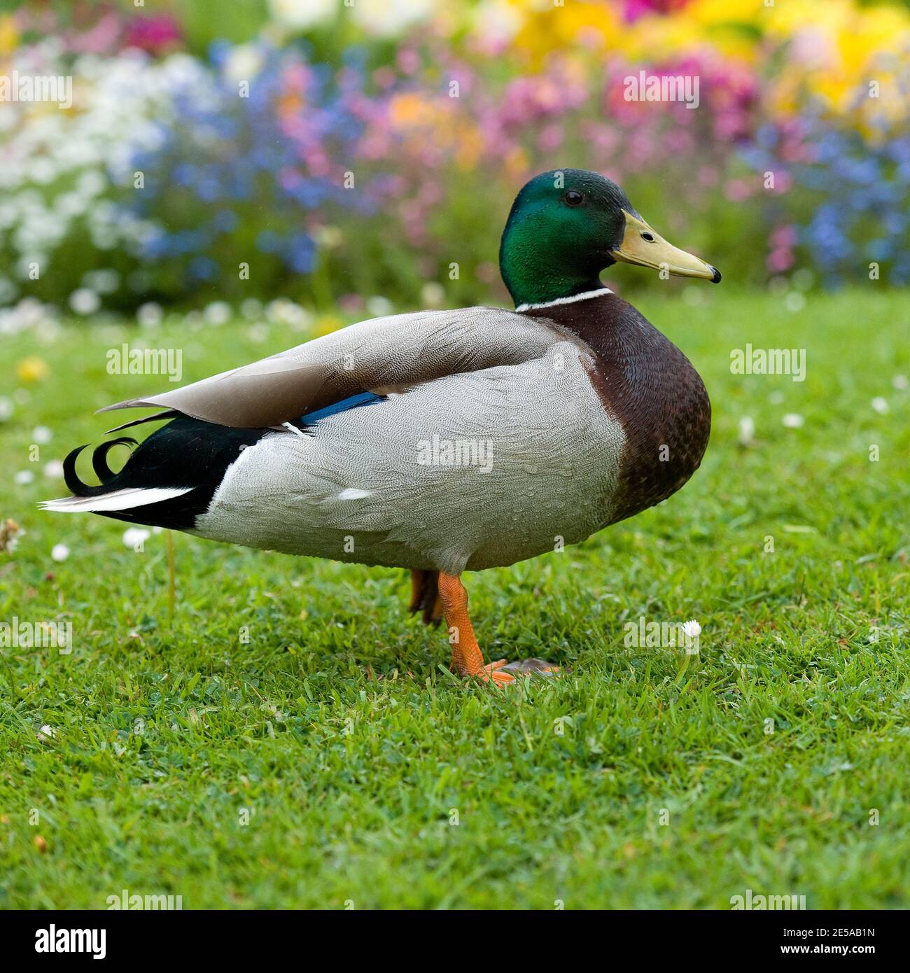 mallard Ente drake Stockfoto