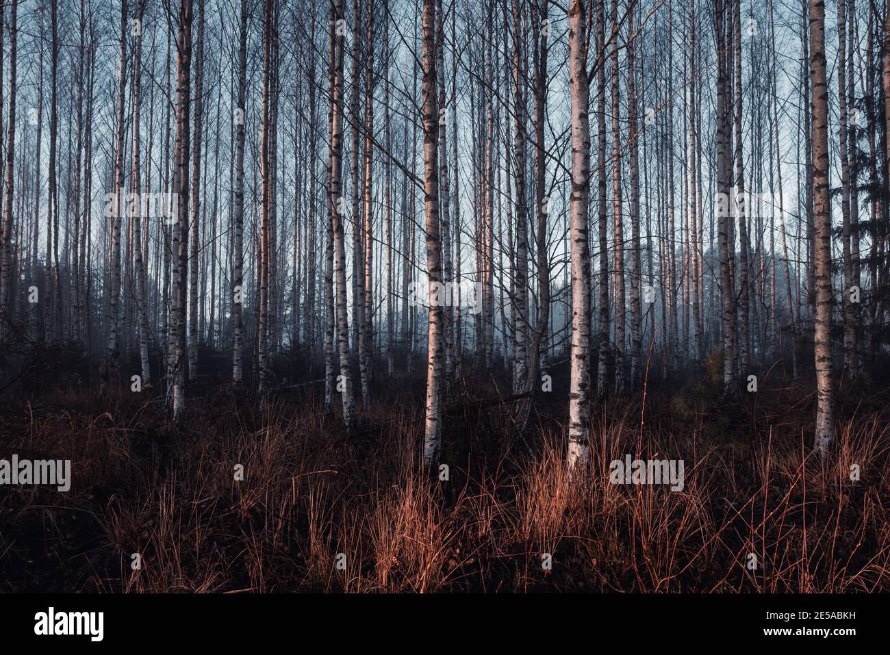 Birken im Herbstmorgen Stockfoto