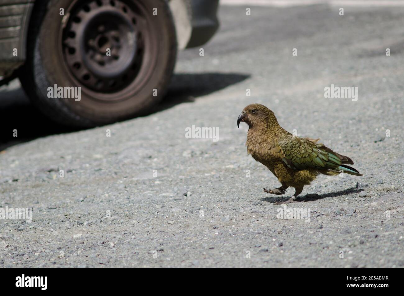 Kea Nestor notabilis zu Fuß neben einem Auto. Fiordland National Park. Southland. Südinsel. Neuseeland. Stockfoto