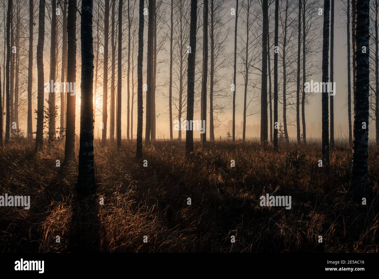 Birken und Nebel mit goldenem Sonnenlicht Stockfoto