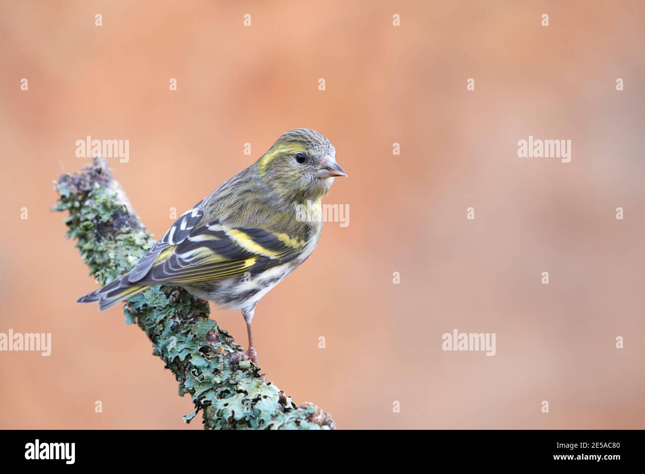 Weibliche eurasische Siskin (Carduelis spinus) Im Winter auf einem Zweig gelegen Stockfoto