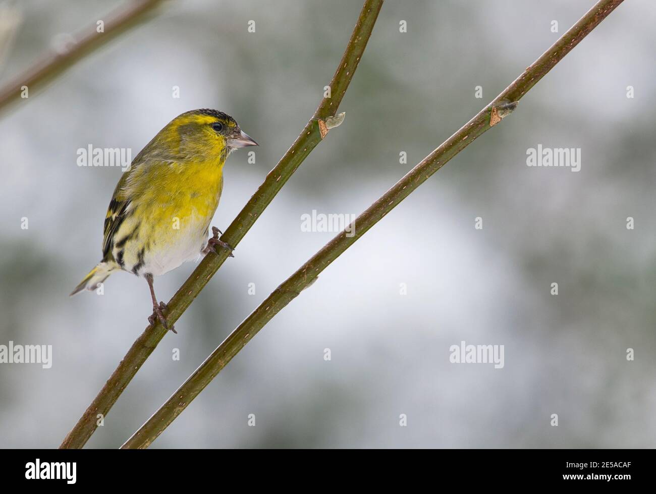 Männliche eurasische Siskin (Carduelis spinus) Im Winter in einem Gartenbaum gelegen Stockfoto