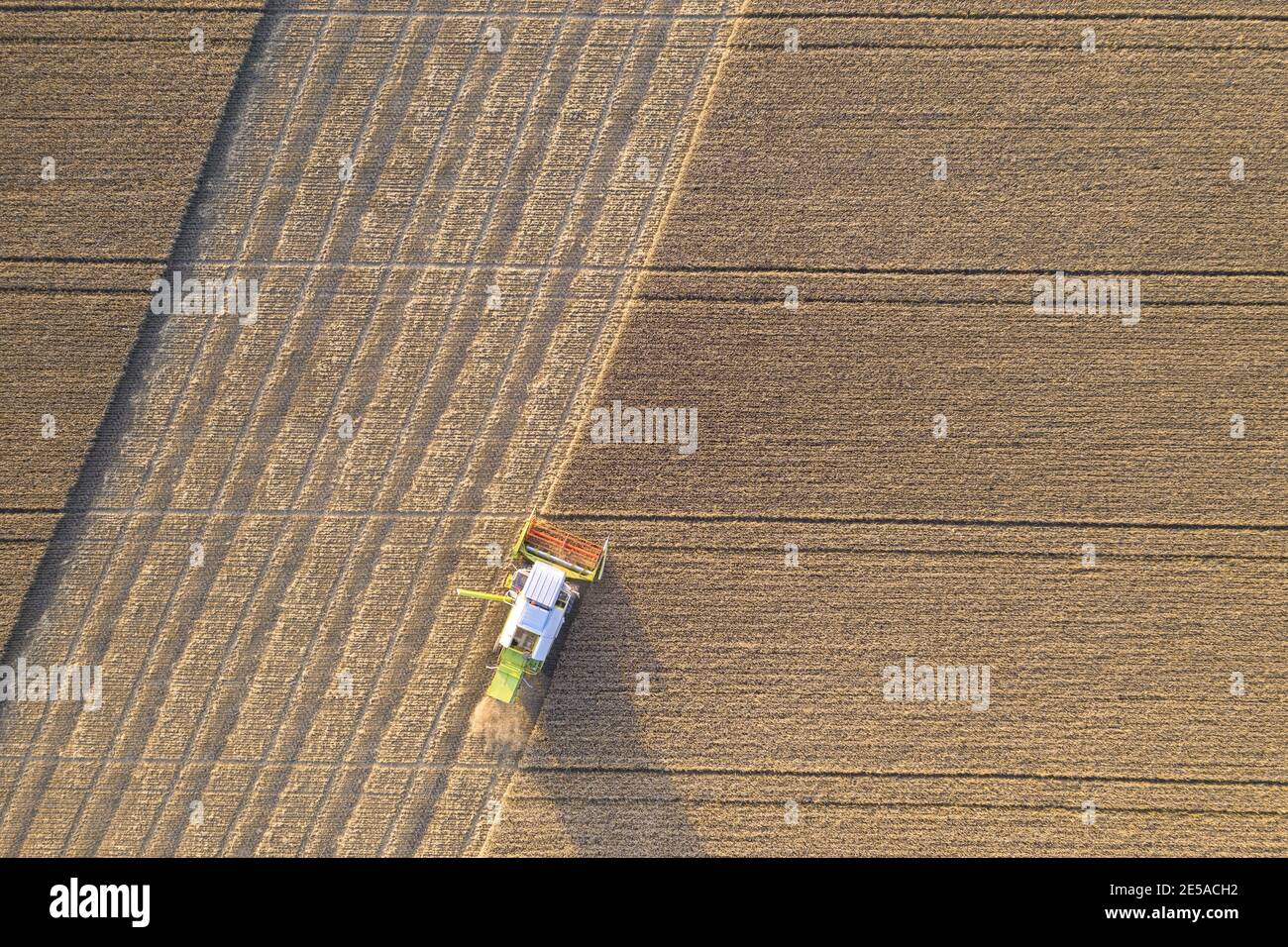 Top down Luftaufnahme eines Erntemaschinen, der Weizen auf ernten Ein landwirtschaftliches Feld in Finnland Stockfoto