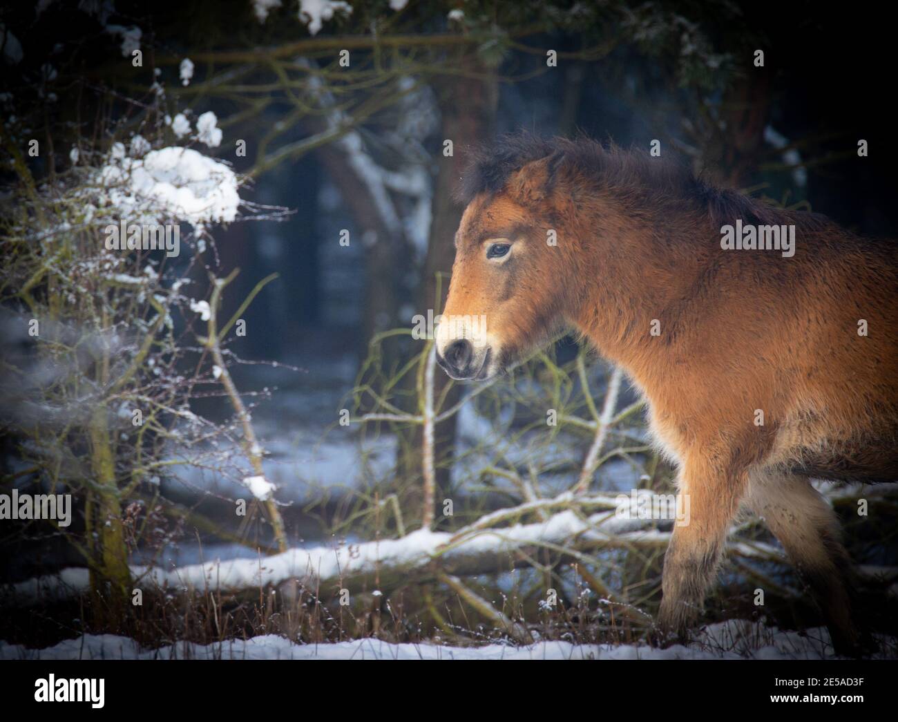 Wildpferd ruht auf einer Schneewiese, das beste Foto. Stockfoto