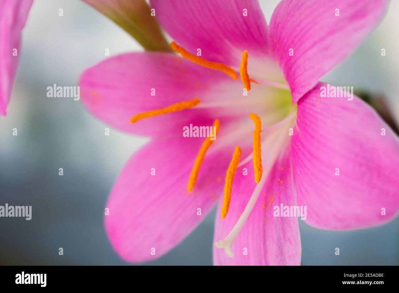 Macrophoto der Stigmen und Pollen der rosa Blume Stockfoto