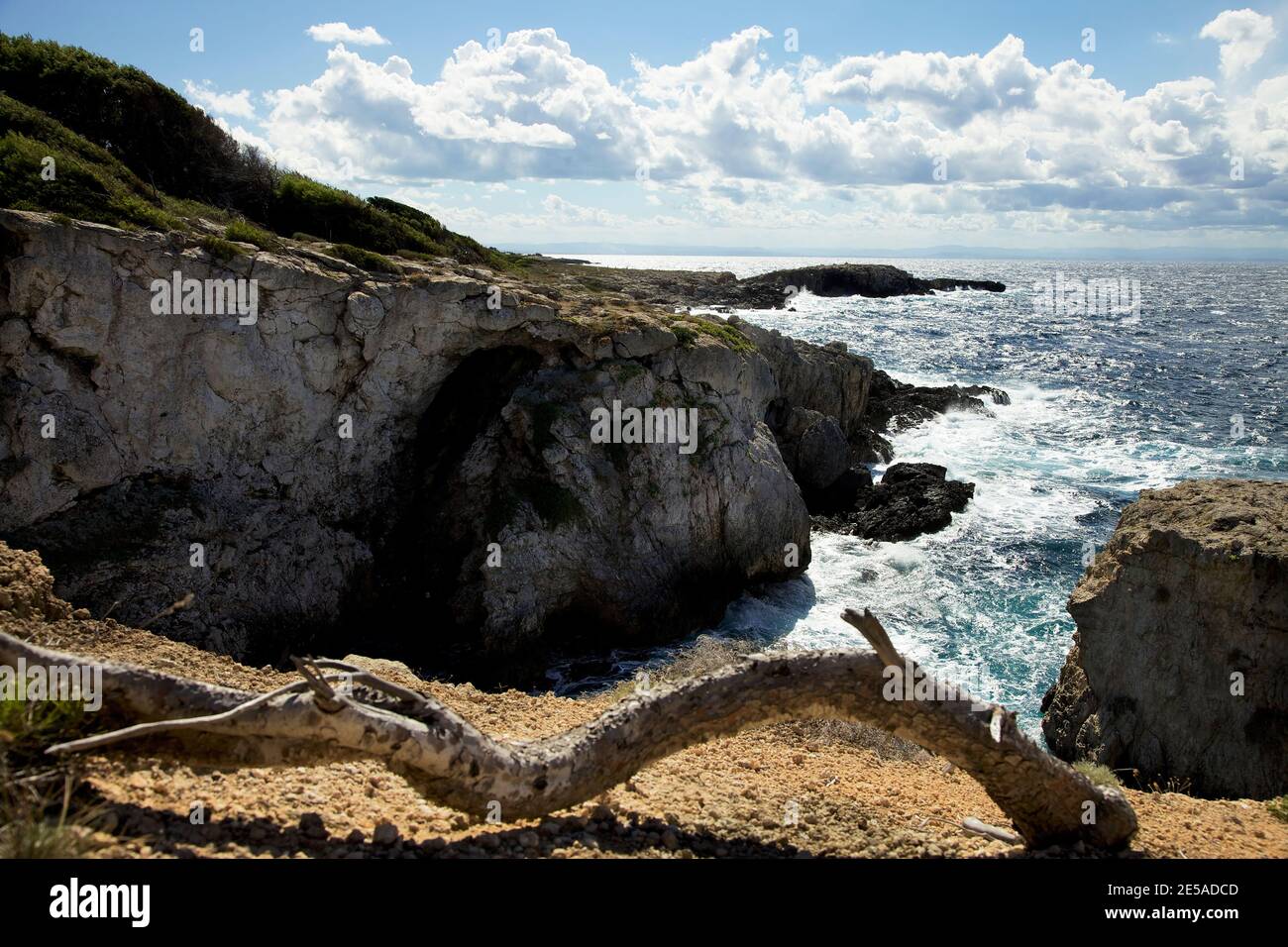 Branche, Riff, Meer. Tremiti. Italien Stockfoto