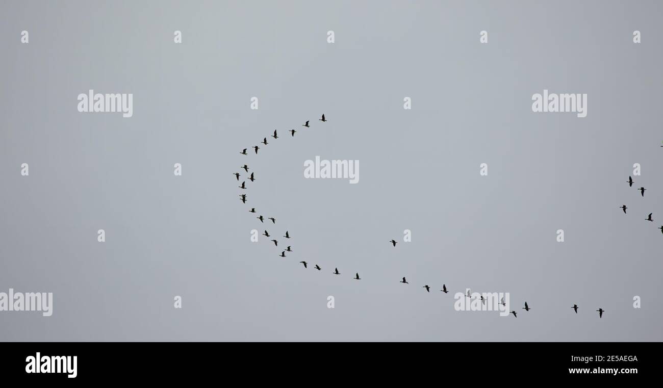 Schar von Wildgänsen fliegen in V-Form auf blauen Himmel, das beste Foto Stockfoto