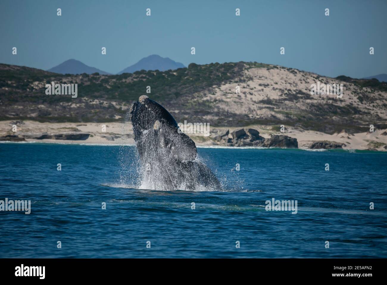 Wal in Gansbaai von Südafrika. Stockfoto