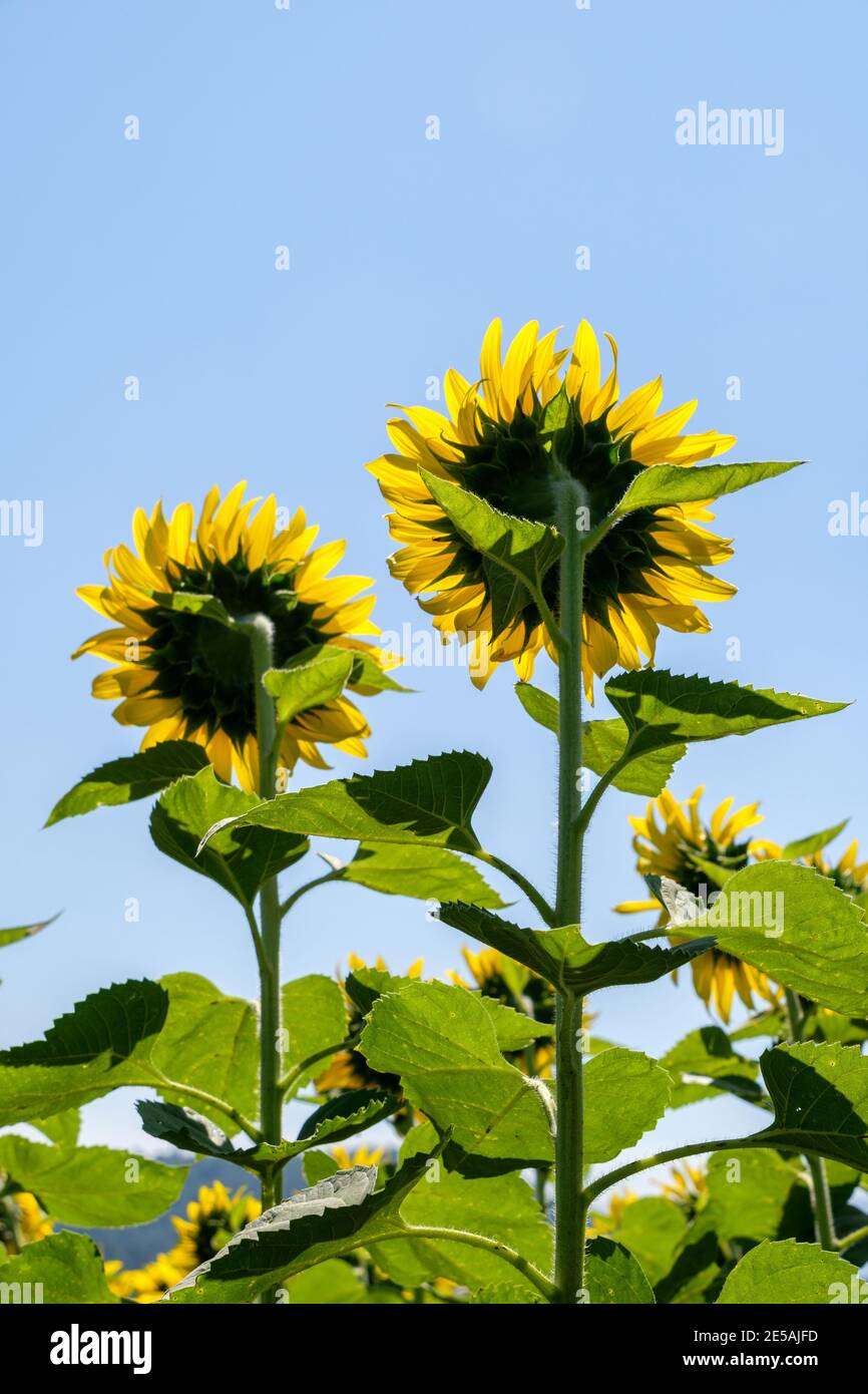 Rückansicht der Zwillingssonnenblumen unter dem klaren blauen Himmel im Sommer, Land Bio-Bauernhof im Tal, Es ist für Touristen geöffnet einmal ein ye Stockfoto