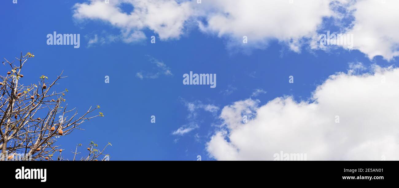 Blick auf den Baobab Baum, nur wenige Blätter, aber Früchte auf Ästen, gegen blauen Himmel mit einigen Wolken Stockfoto