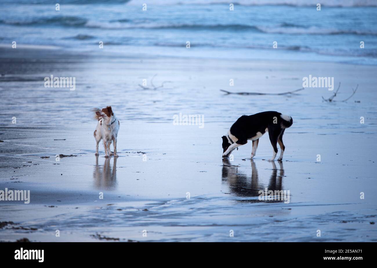 Hunde genießen am Strand Stockfoto