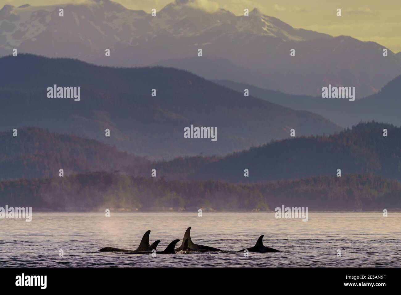 Familiengruppe der im Norden lebenden Killerwale entlang des Brouighton Archipels mit den British Columbia Coastal Mountains im Hintergrund, First Na Stockfoto