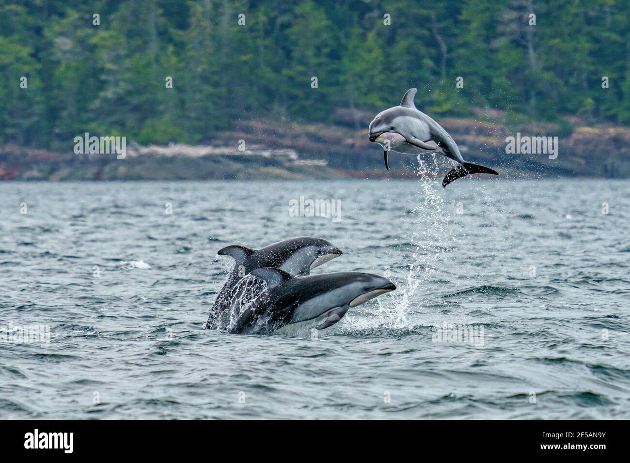 Drei pazifische Weißwanddelfine (Lagenorhynchus obliquidens), die in der Johnstone Strait, First Nations Territory, British Columbia, springen und sich unterhalten Stockfoto
