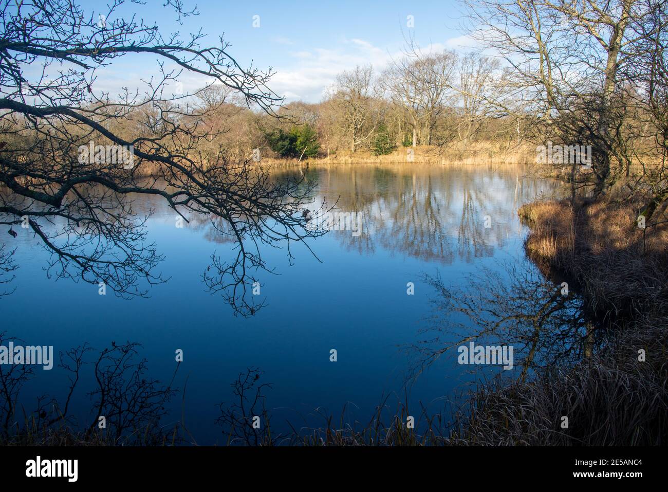 Natur in Kijfhoek und Bierlap, zwei Schutzgebiete in Meyendel, Holland Stockfoto