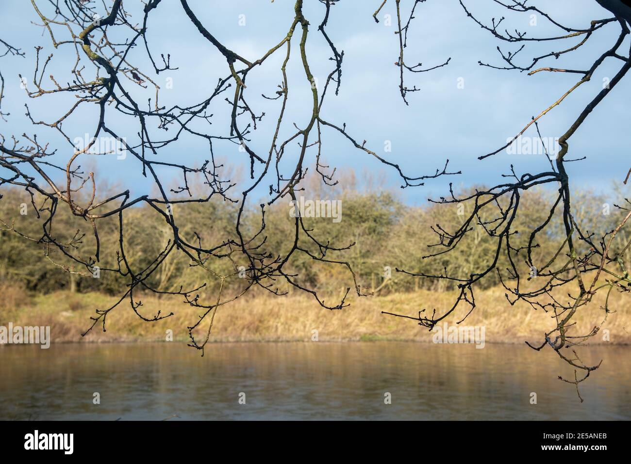 Natur in Kijfhoek und Bierlap, zwei Schutzgebiete in Meyendel, Holland Stockfoto