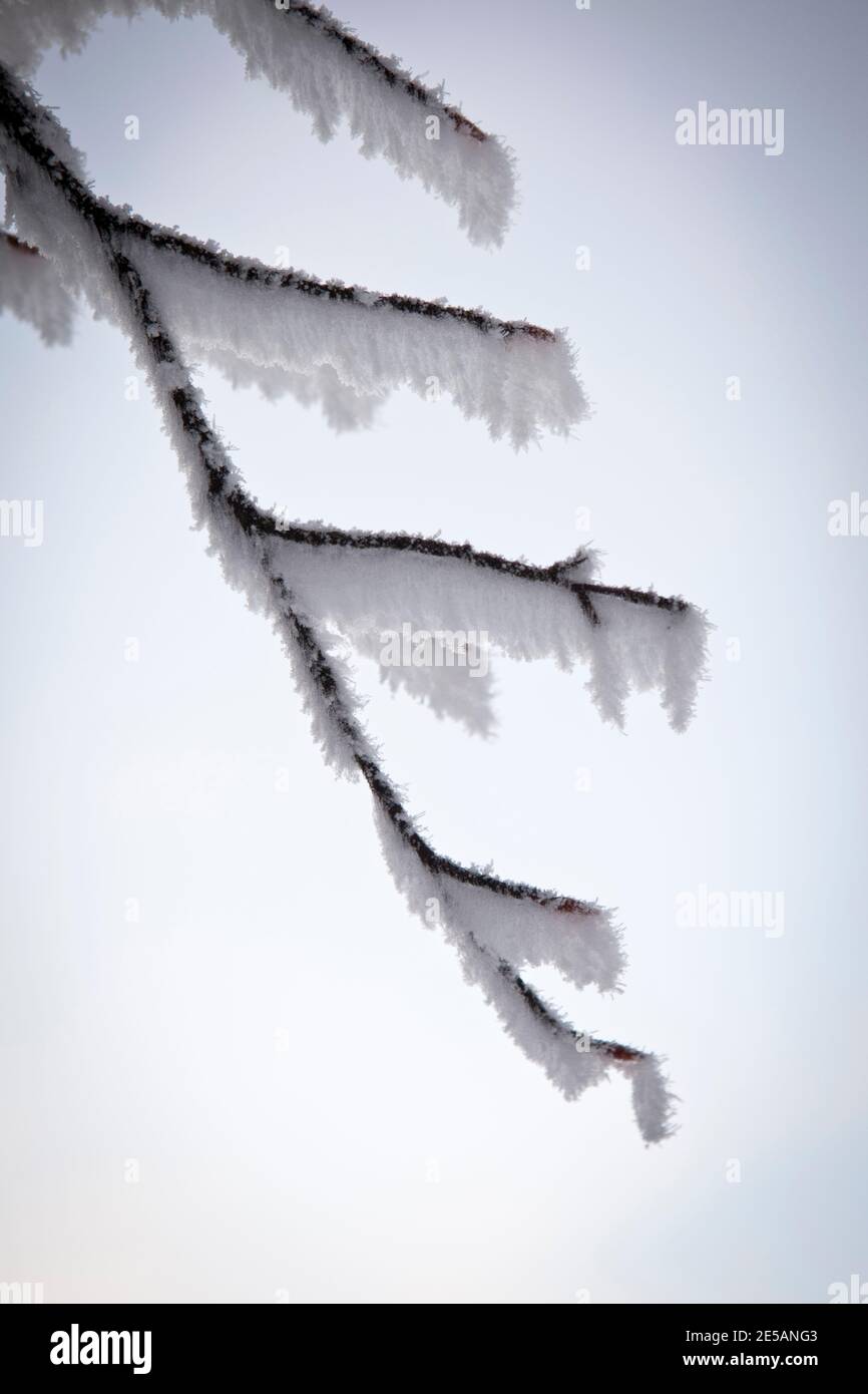 Dezember Schnee im Wald, in der Nähe der Baraque Michel Bereich der Haute Fagnes oder High Fens in den belgischen Ardennen. Stockfoto