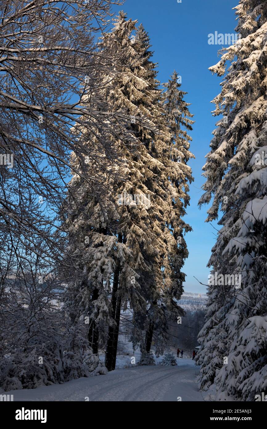 Dezember Schnee im Wald, in der Nähe der Baraque Michel Bereich der Haute Fagnes oder High Fens in den belgischen Ardennen. Stockfoto