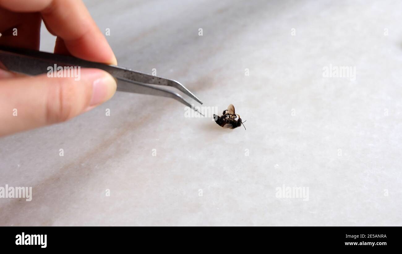 Hand hält eine Pinzette, die versucht, eine tote Biene auf dem Rücken zu holen. Stockfoto