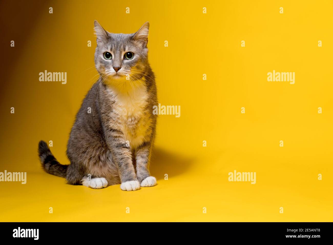 Die besorgte Katze sitzt auf einem gelben Hintergrund und schaut ängstlich auf die Kamera. Speicherplatz kopieren. Stockfoto