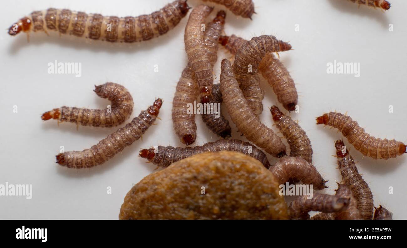 Kleine Würmer in trockenem Hundefutter/Kibble mit einer Größe von ca. 1 cm gefunden Länge Stockfoto