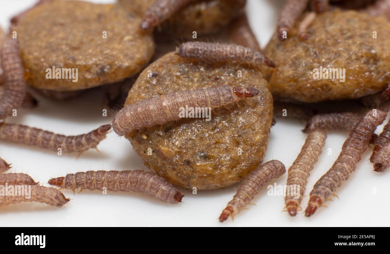 Kleine Würmer in trockenem Hundefutter/Kibble mit einer Größe von ca. 1 cm gefunden Länge Stockfoto