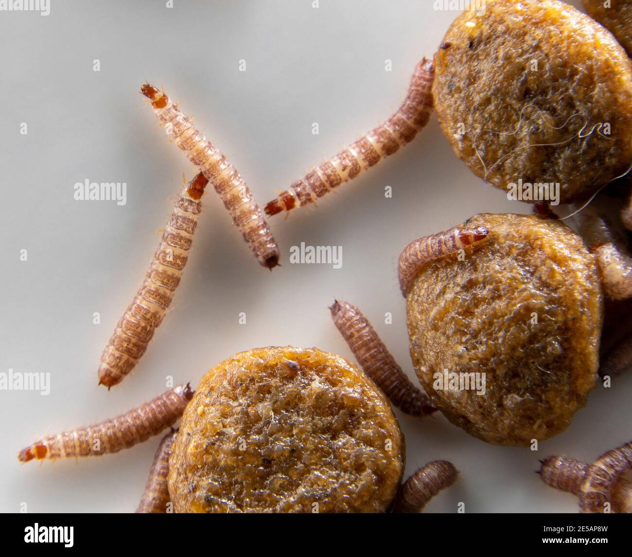 Kleine Würmer in trockenem Hundefutter/Kibble mit einer Größe von ca. 1 cm  gefunden Länge Stockfotografie - Alamy