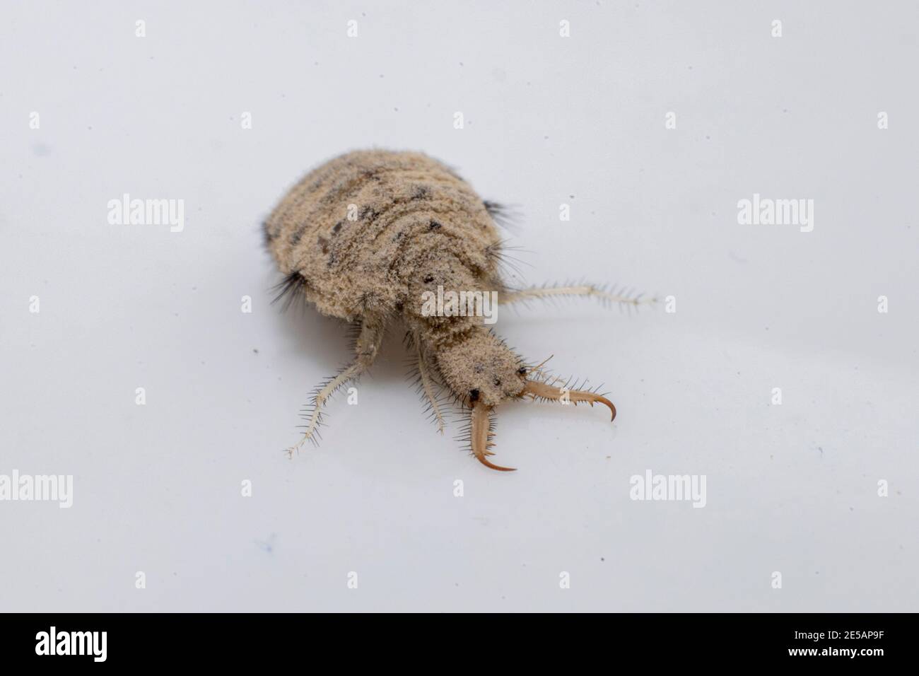 Eine kleine Larve aus dem Antlion-Insekt Stockfoto