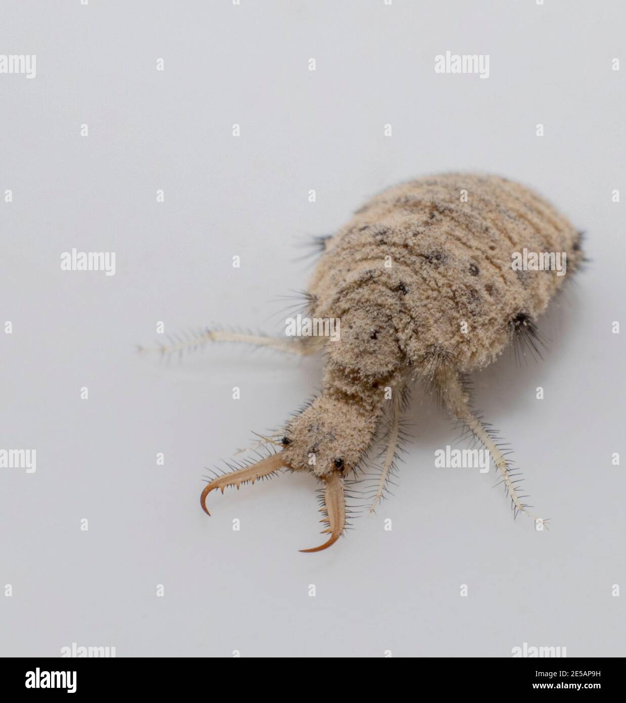 Eine kleine Larve aus dem Antlion-Insekt Stockfoto