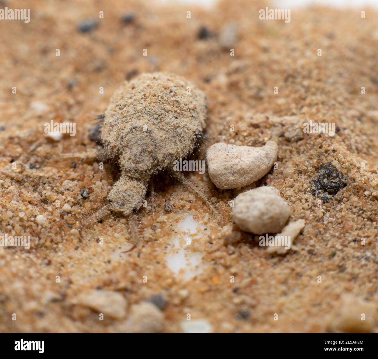 Eine kleine Larve aus dem Antlion-Insekt Stockfoto