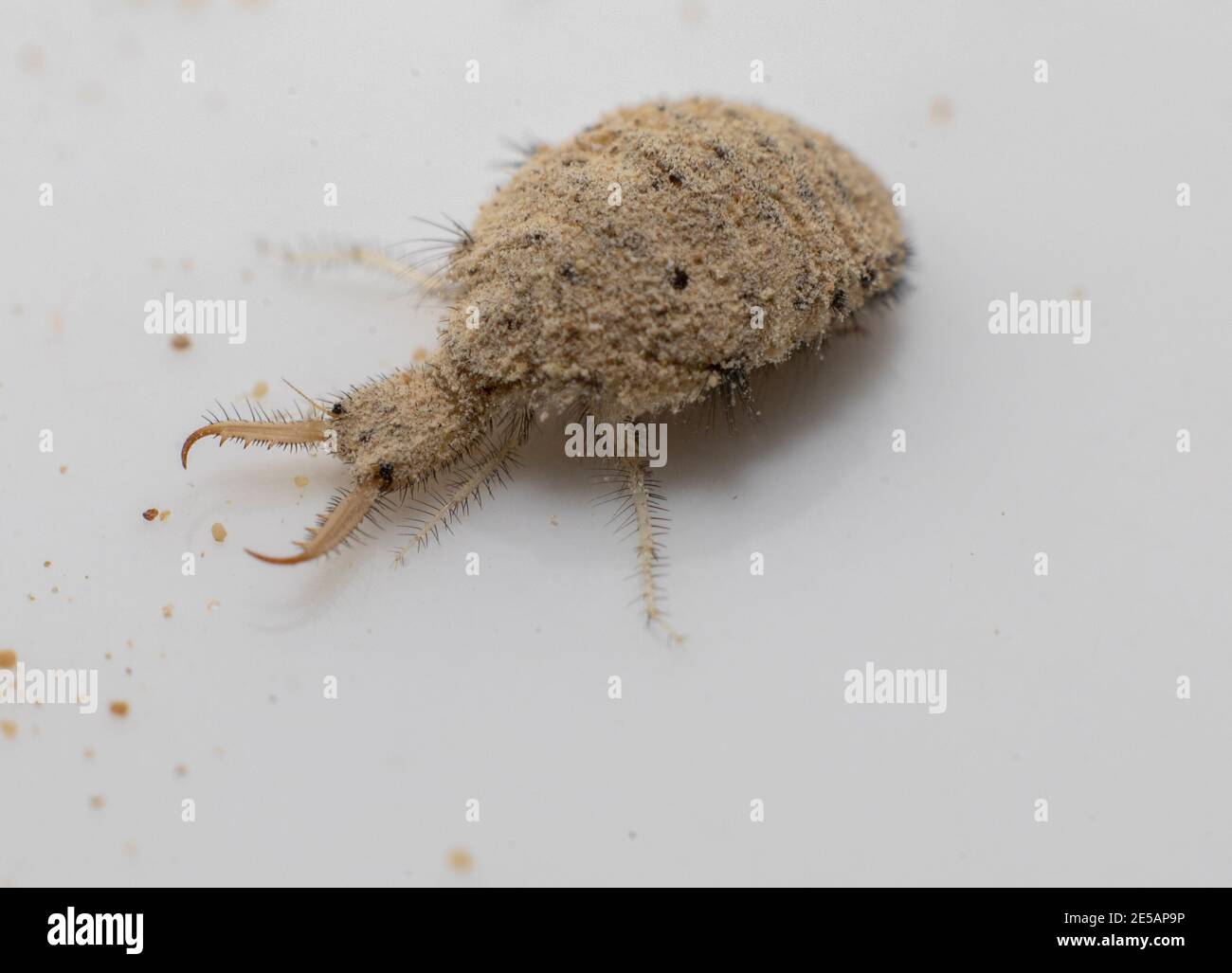 Eine kleine Larve aus dem Antlion-Insekt Stockfoto