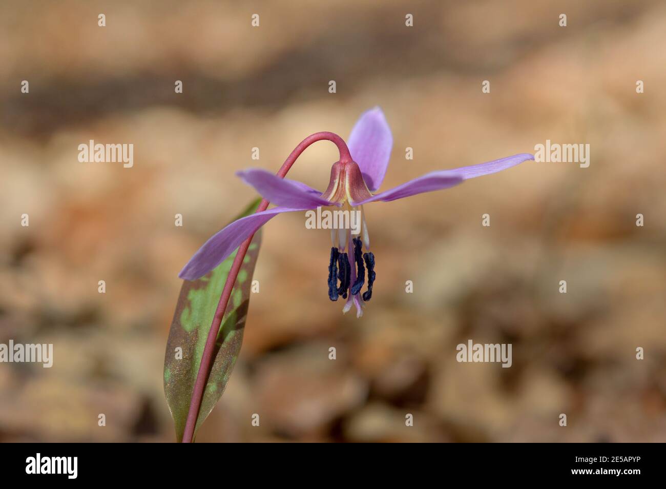 Hundszahn violett oder die Hunde zahnviolett, spät- oder Frühfrühlingspflanze in Lilienfamilie mit Fliederblüte und eifem oder lanzetem Blatt, weiße Birne, Stockfoto