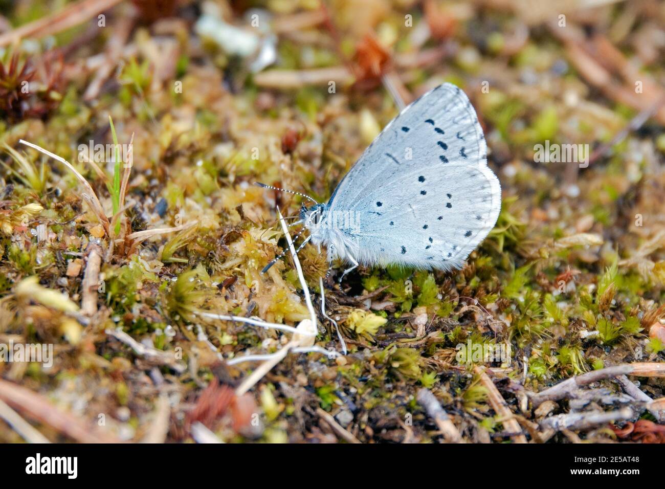 Holly Blue Stockfoto