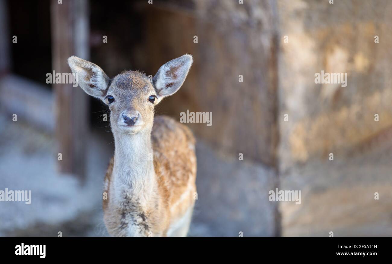 Wildschwanzhirsche im Zoo, Hirsche im Zoo Stockfoto