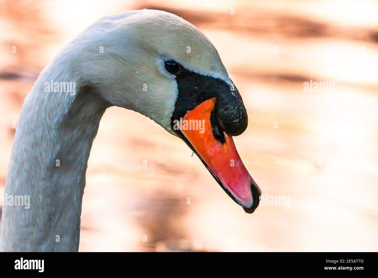 Ein schöner Schwan - Stockfoto