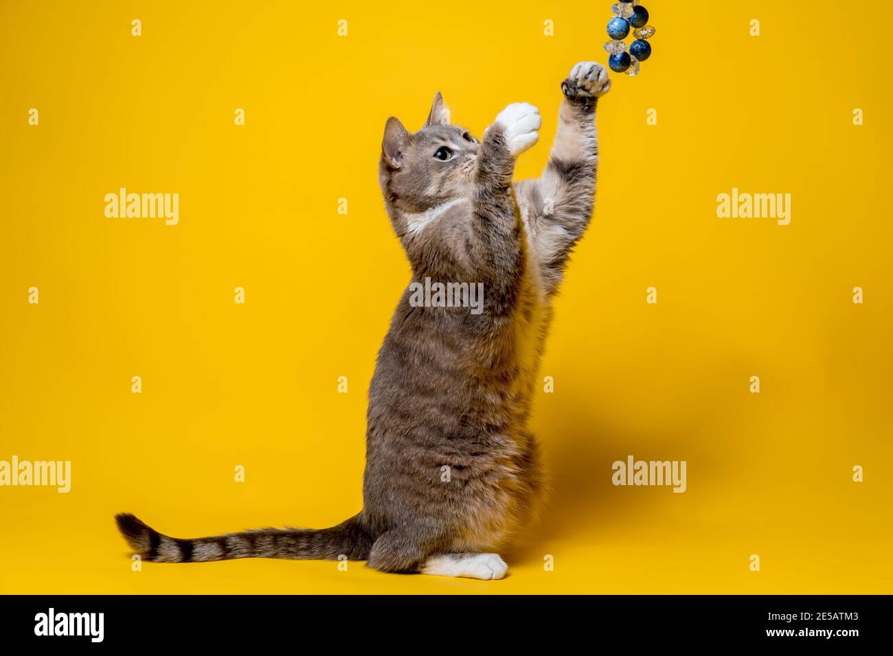 Eine lustige Katze steht auf ihren Hinterbeinen und spielt mit Perlen, auf gelbem Hintergrund. Unterhaltung Haustiere. Stockfoto