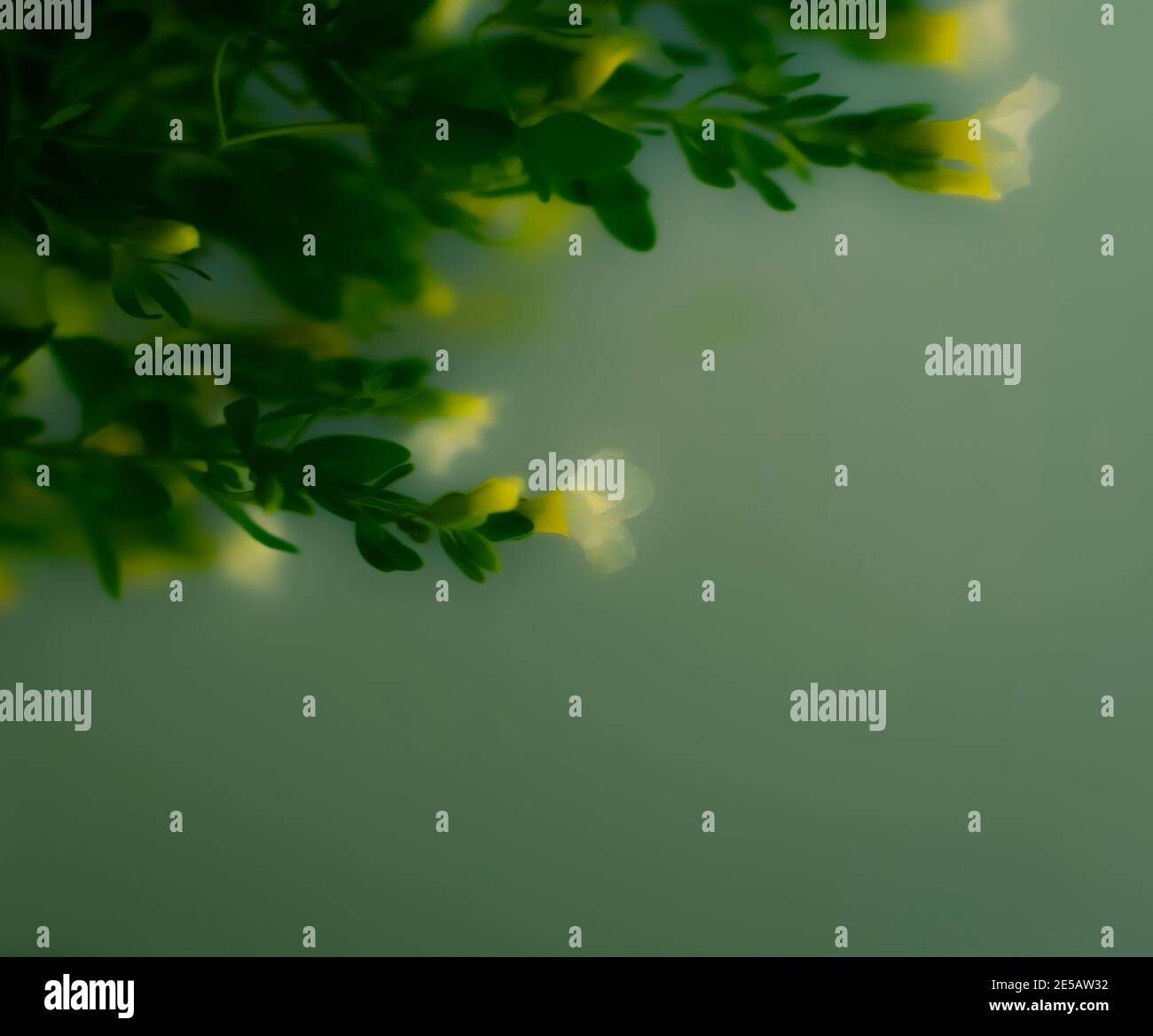 Blumen Stockfoto