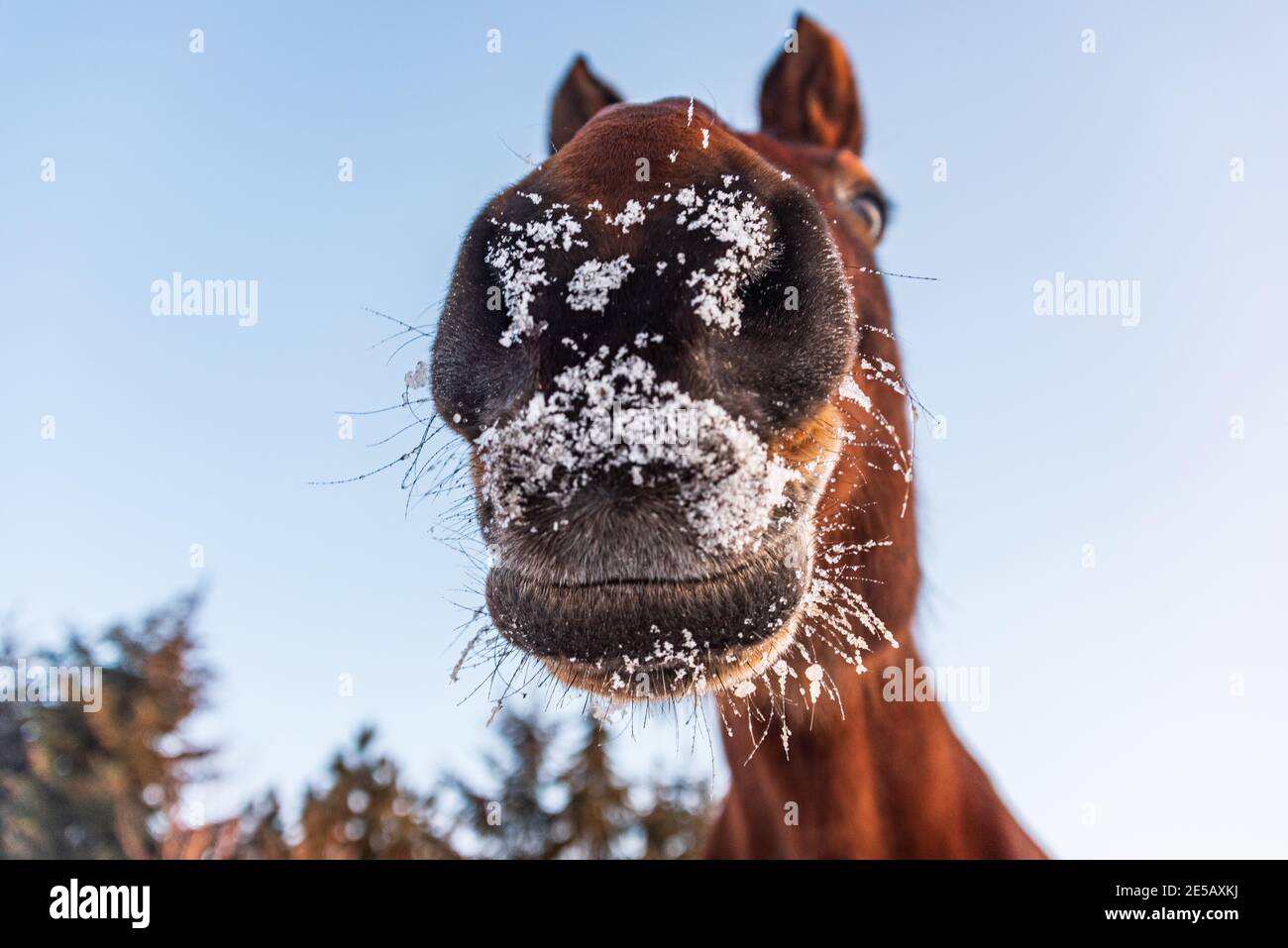 Ein Pferdekopf von unten gesehen. Der Mund des Pferdes ist schneebedeckt, Eis und Wassertröpfchen sind an seinen Haaren und Schnurrhaaren zu sehen. Lustiges Tier Stockfoto