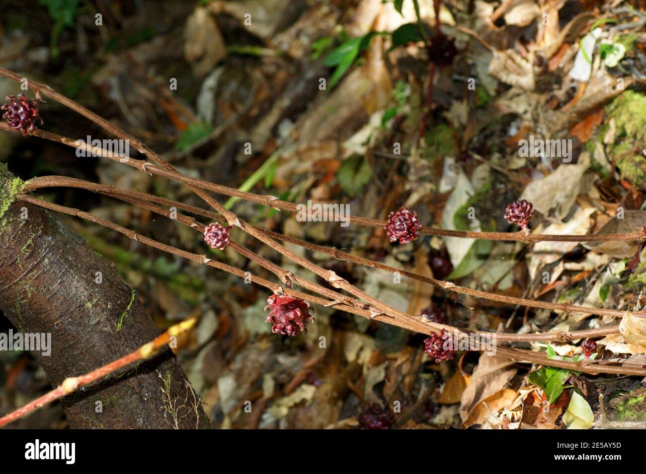 Ficus uncinata var. strigosa Baumfrüchte. Kinabalu Park, Sabah, Ostmalaysien, Borneo Stockfoto