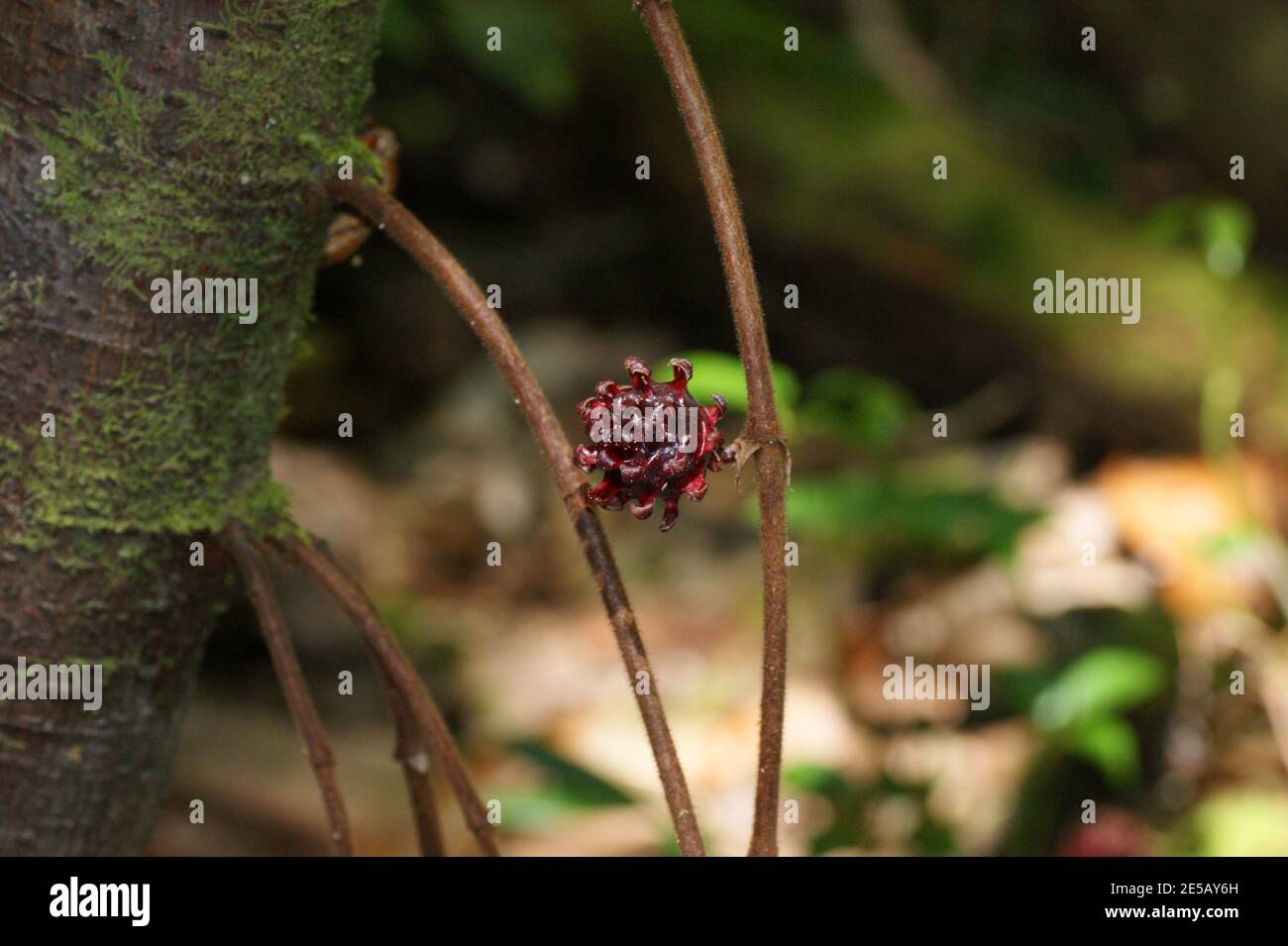 Ficus uncinata var. strigosa Baumfrüchte. Kinabalu Park, Sabah, Ostmalaysien, Borneo Stockfoto