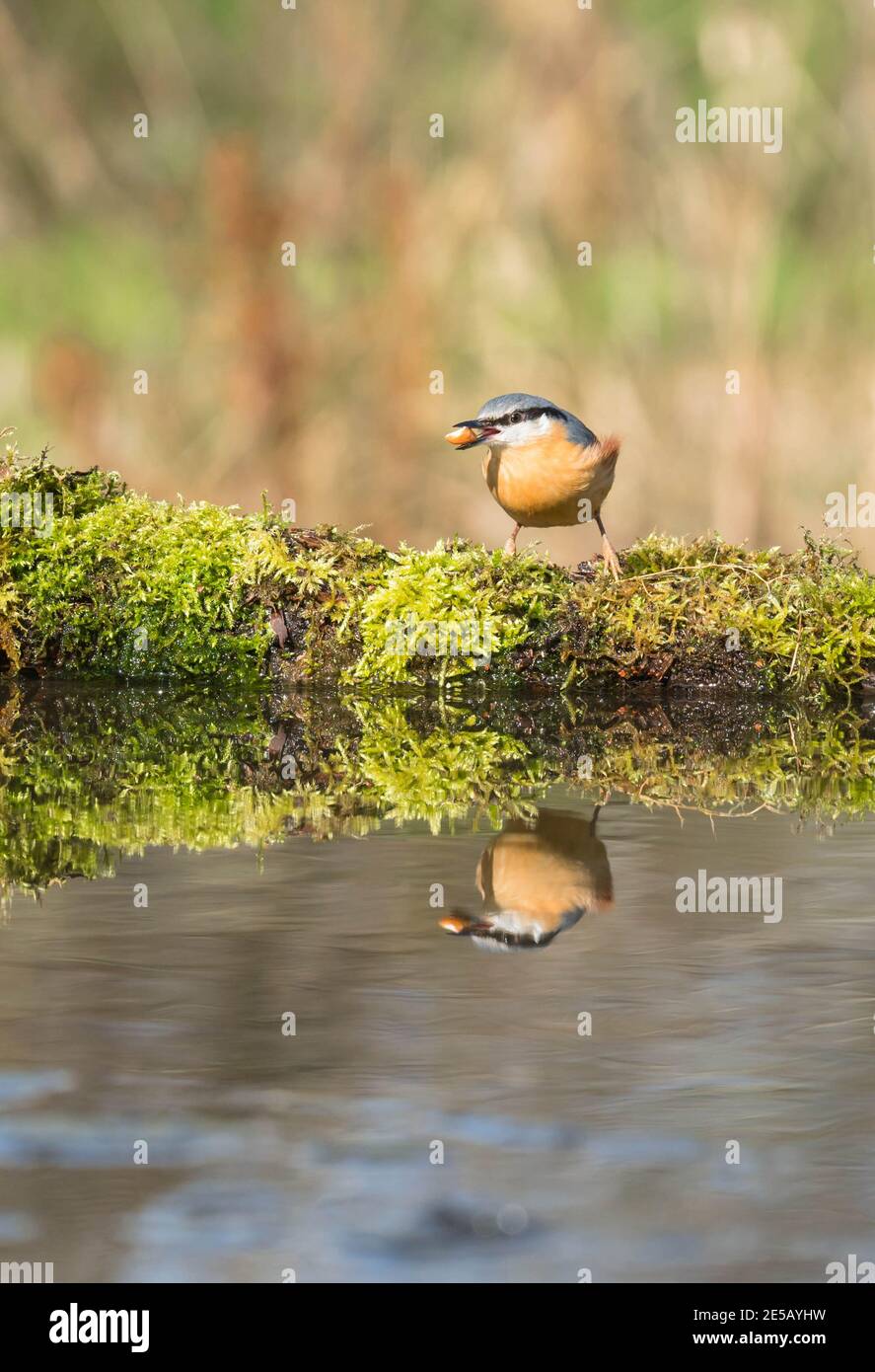 Nuthatch (Sitta europaea) thront am Wasser mit einer Erdnuss im Schnabel, Shropshire UK. März 2020 Stockfoto