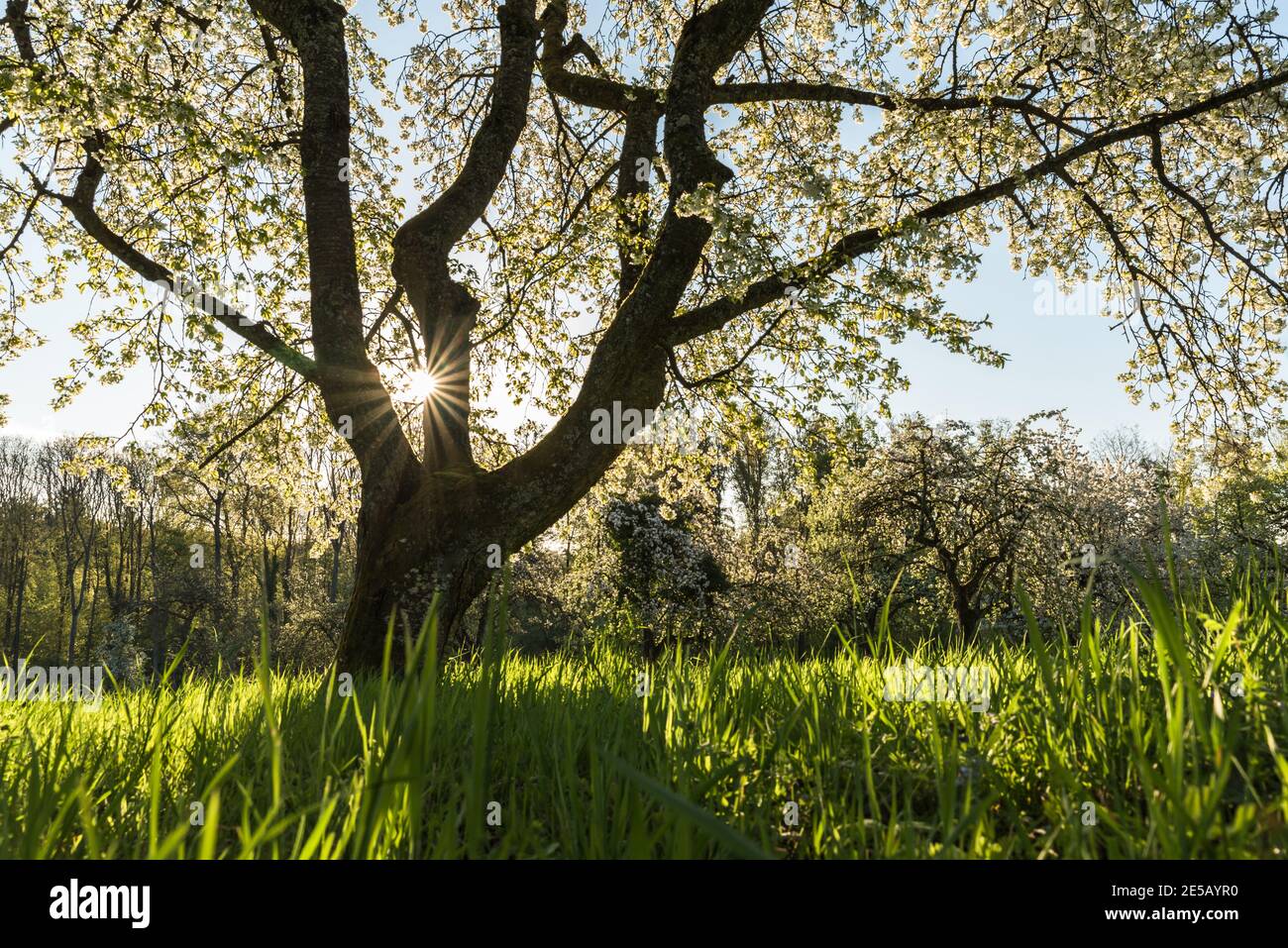 Blühende Kirschbäume auf Wiesenplantagen, Baden-Württemberg, Deutschland Stockfoto