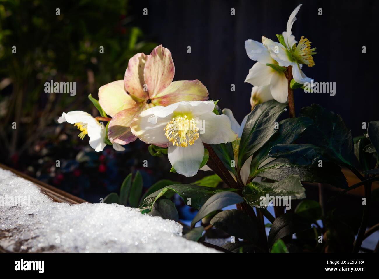 Weihnachtsrose, Helleborus niger im Schnee Stockfoto