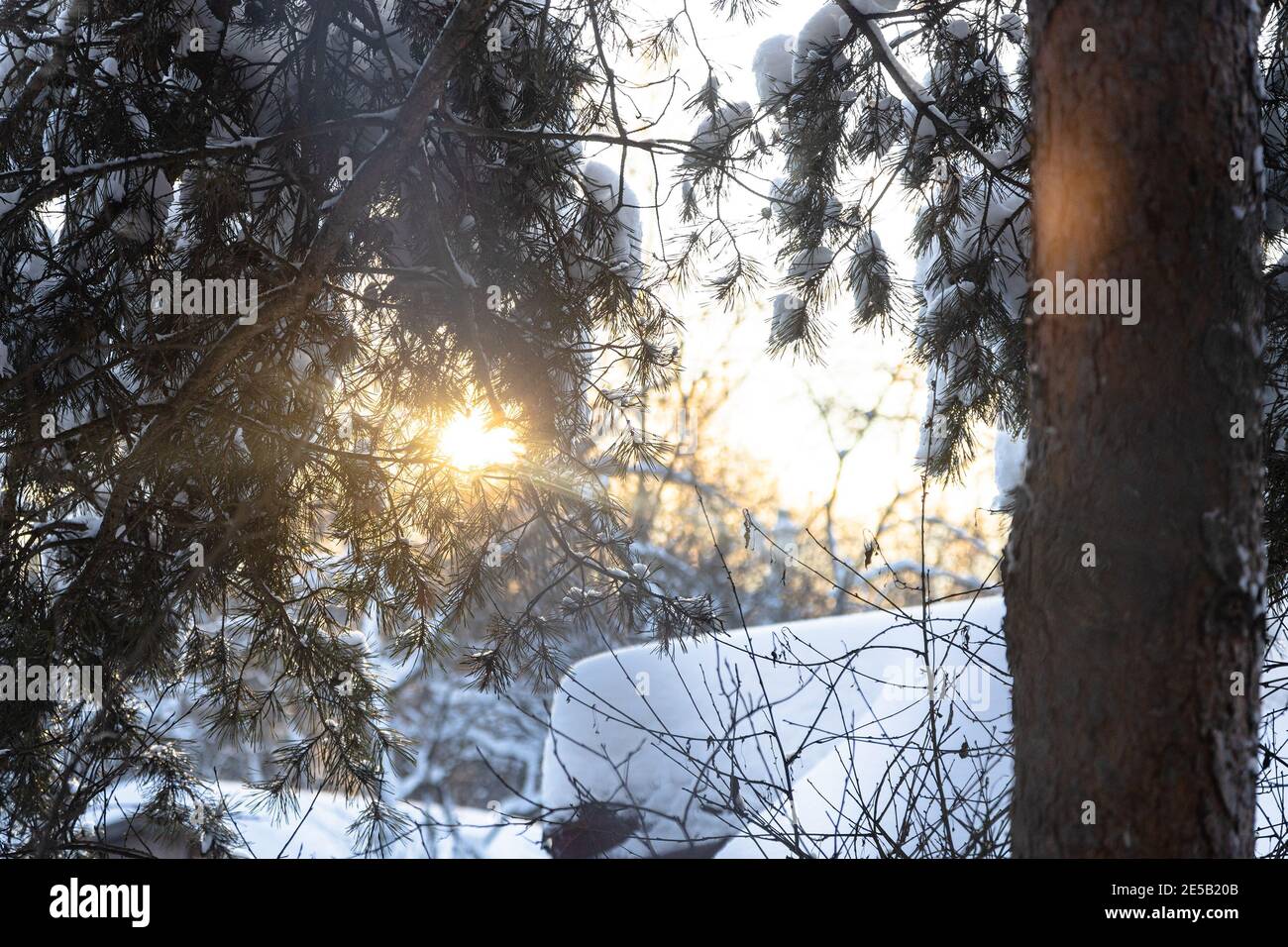 Schneebedeckter Kiefernbaum am Hinterhof des Dorfhauses sind beleuchtet Durch Sonnenuntergang in kalten Winterabend (Fokus auf Äste mit grünen Nadeln in voregr Stockfoto